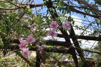 Foto - PASSEIO DA MELHOR IDADE