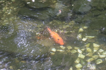 Foto - PASSEIO DA MELHOR IDADE