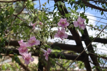 Foto - PASSEIO DA MELHOR IDADE