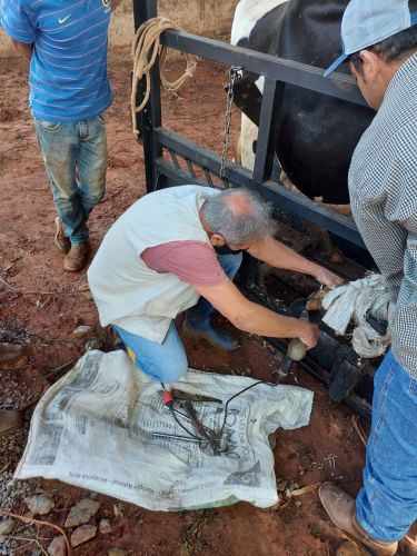 CURSO DE CASQUEAMENTO DE BOVINOS DE LEITE